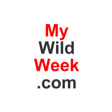 mywildweek.com 24 Month Minimum Lease Agreement